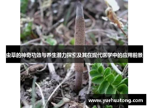 虫草的神奇功效与养生潜力探索及其在现代医学中的应用前景